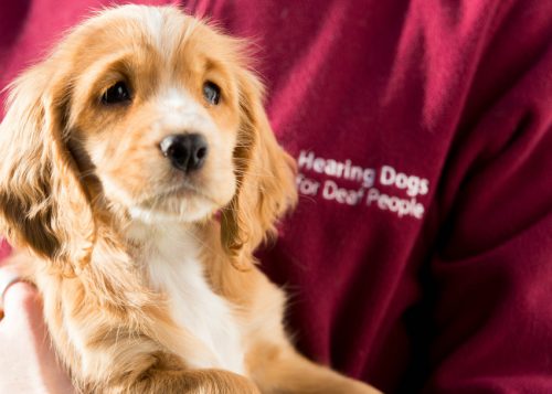 A volunteer holding a hearing dog puppy