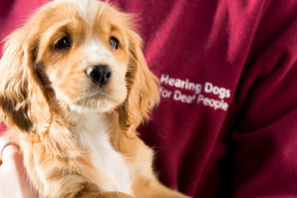 A New Leash on Life – Hearing Dogs for Deaf People